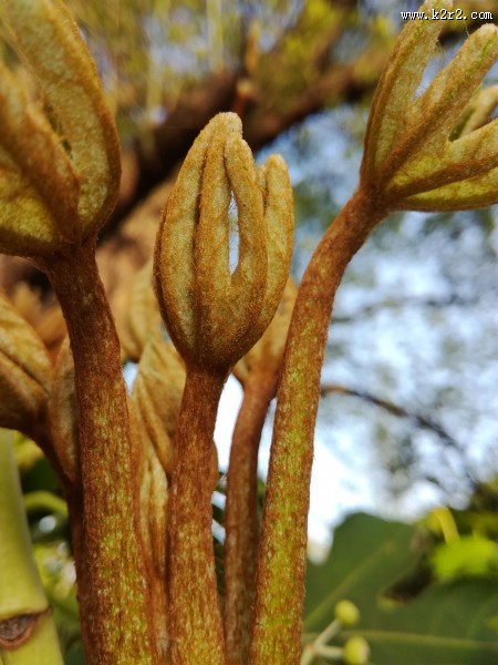 野外的植物图片大全