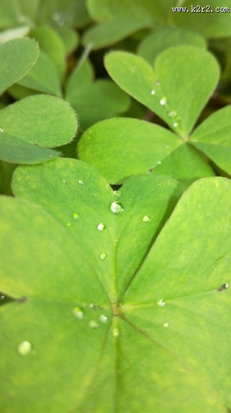 挂着水珠的绿叶图片