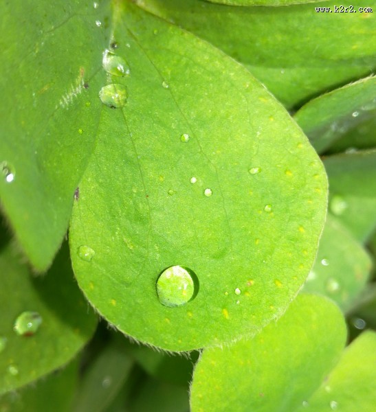 挂着水珠的绿叶图片