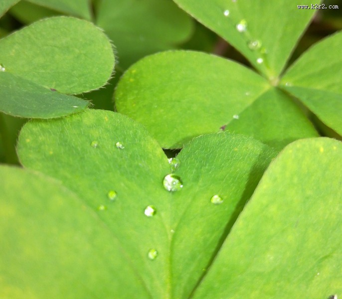 挂着水珠的绿叶图片