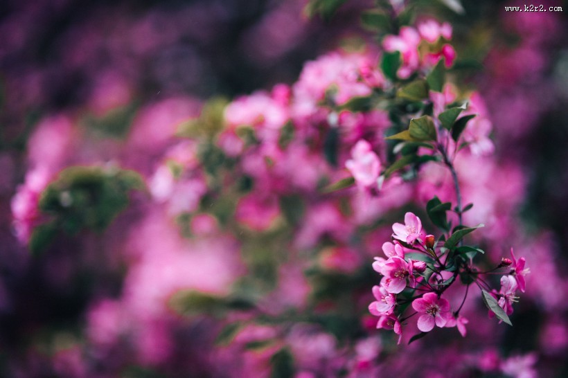 清新的粉红色花朵图片