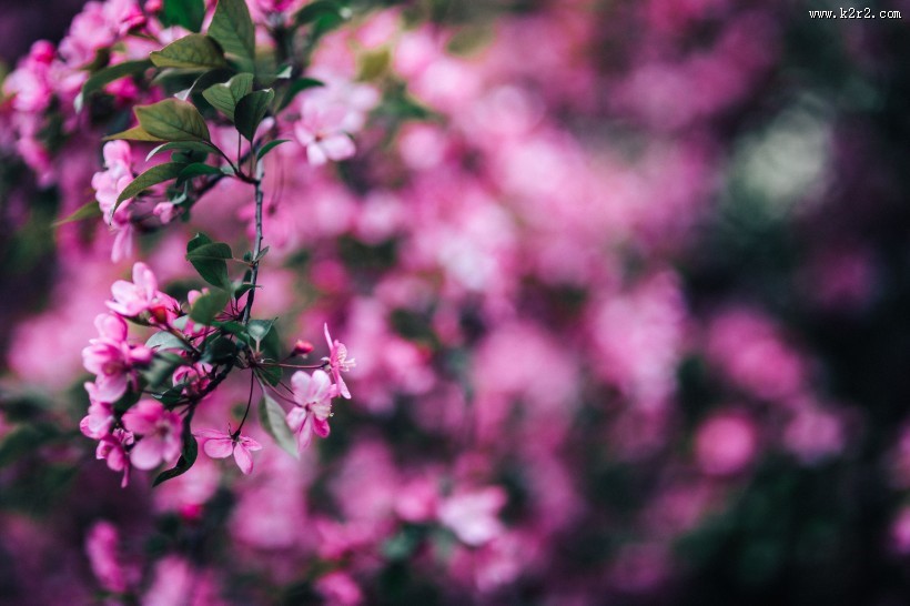 清新的粉红色花朵图片