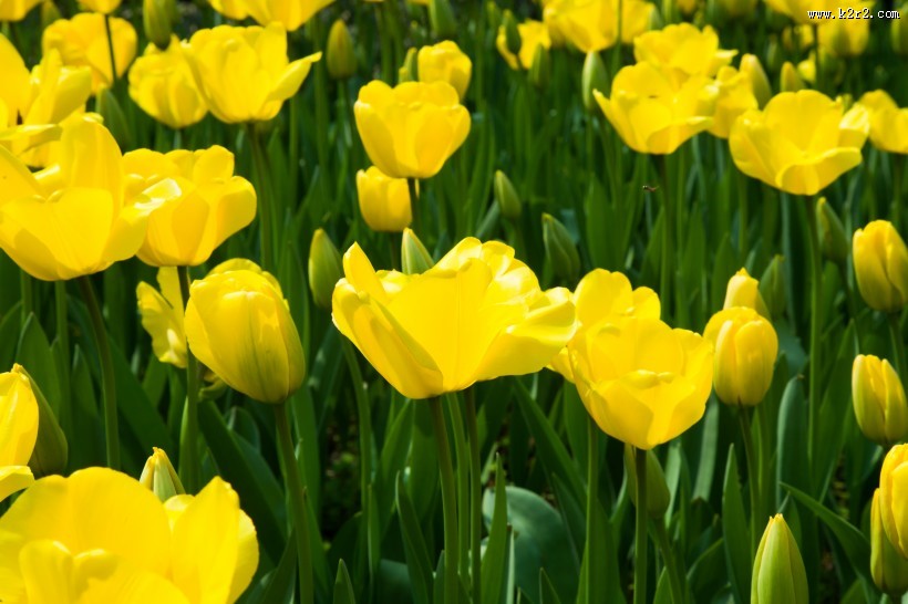 唯美好看的郁金香图片大全