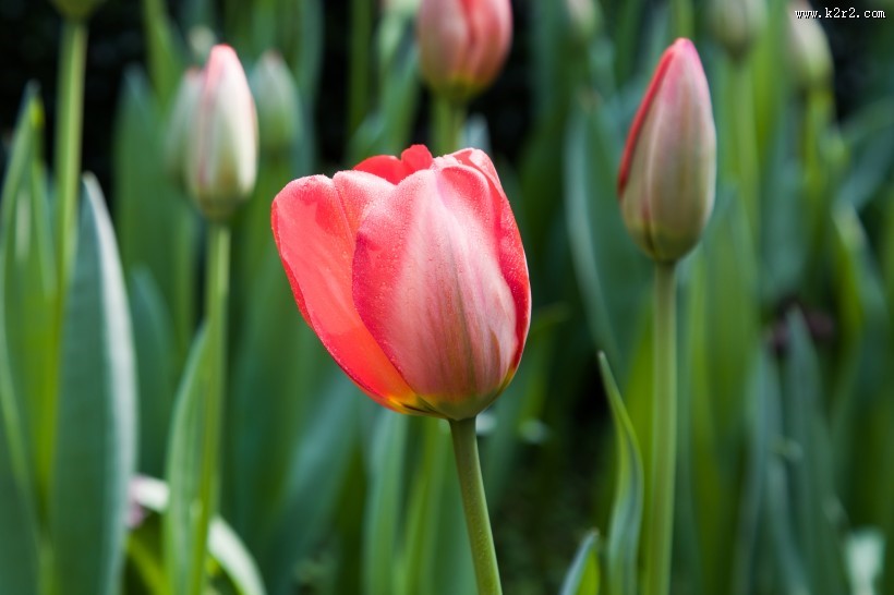 唯美好看的郁金香图片大全