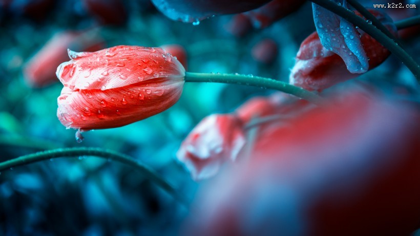 唯美好看的郁金香图片大全