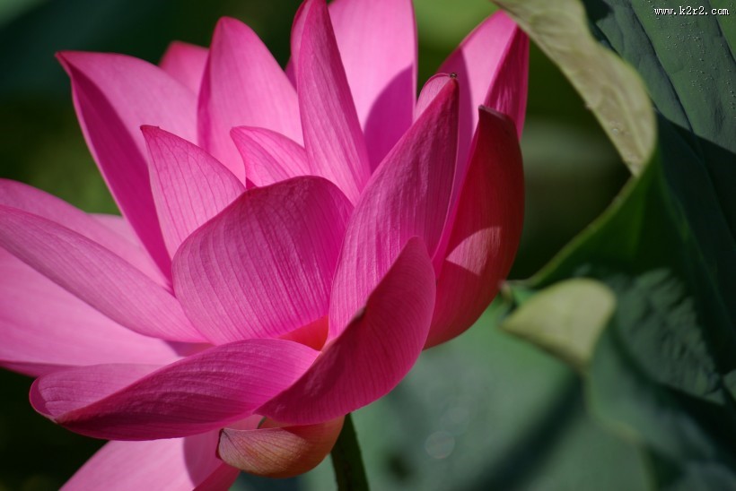 美艳不可亵玩的荷花图片大全