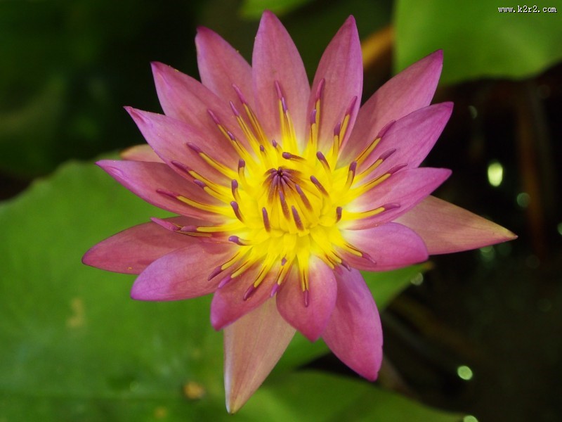 美艳不可亵玩的荷花图片大全