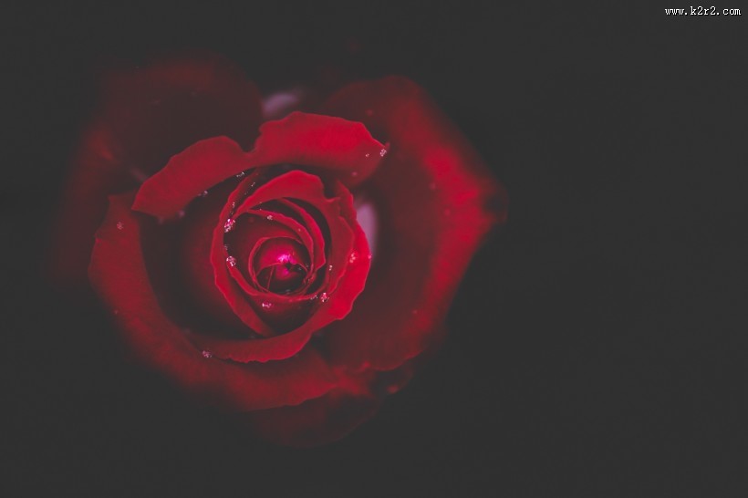 好看的红玫瑰花图片大全