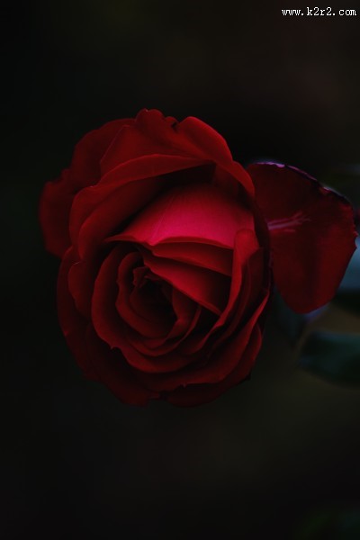 好看的红玫瑰花图片大全