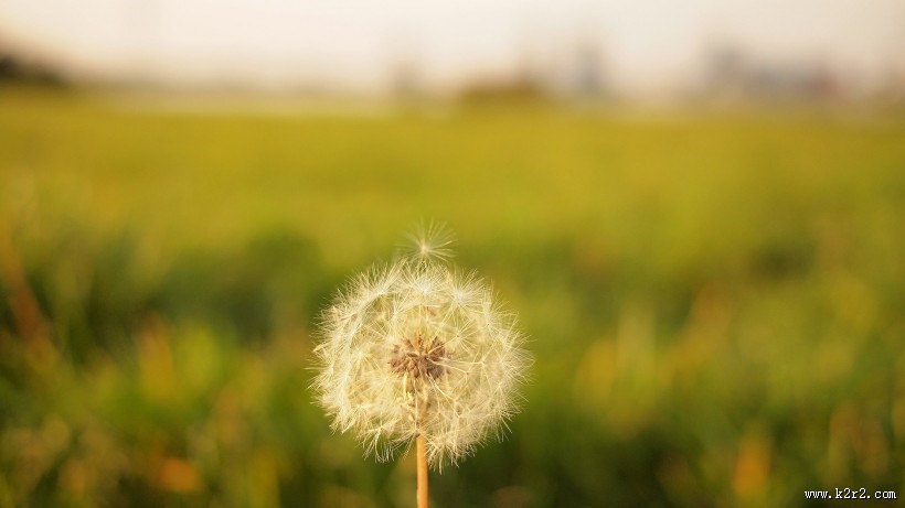 好看的蒲公英图片