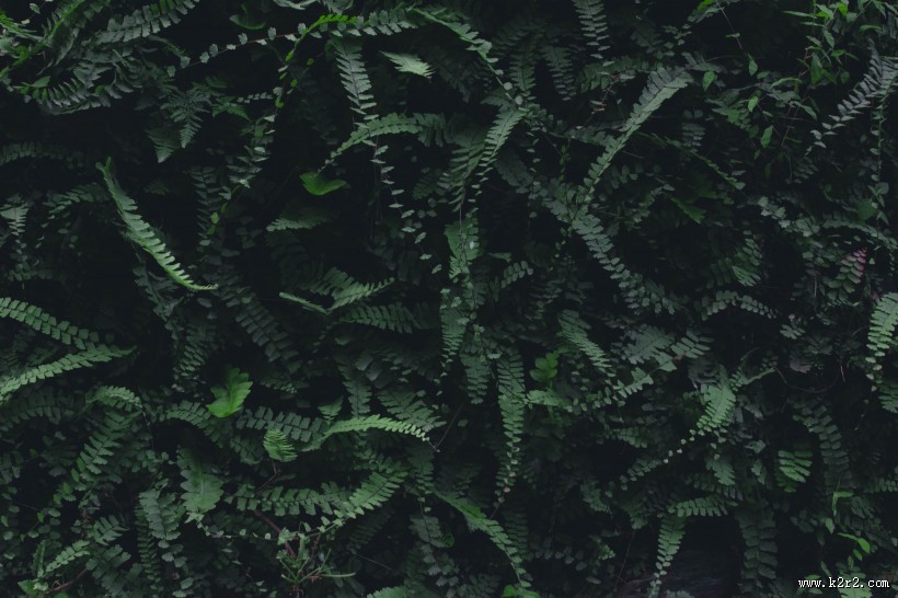 蕨类植物图片大全