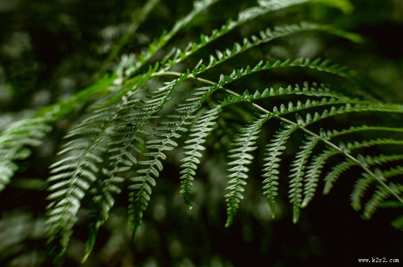 蕨类植物图片大全