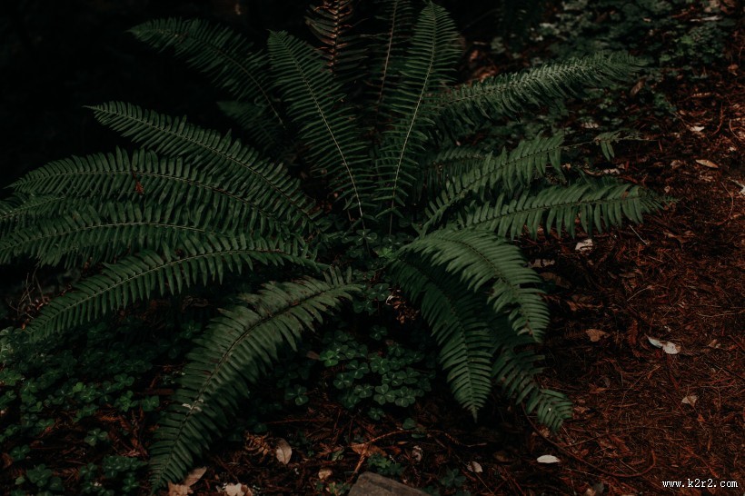 蕨类植物图片大全