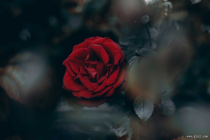 好看的红玫瑰花图片