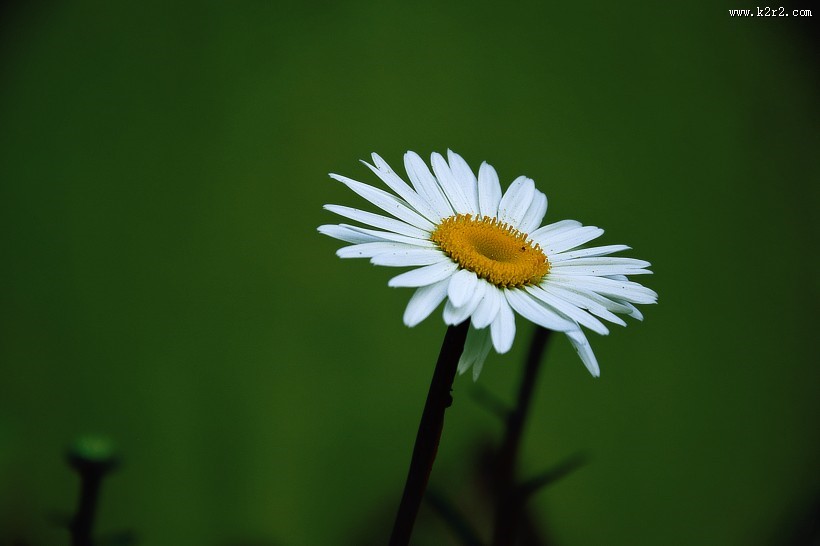 一朵美丽的雏菊图片
