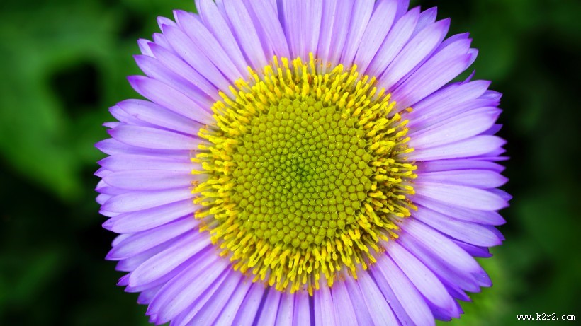 一朵美丽的雏菊图片