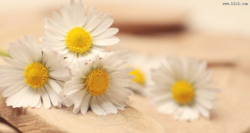 绽放的雏菊图片