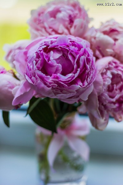 美丽的牡丹花图片