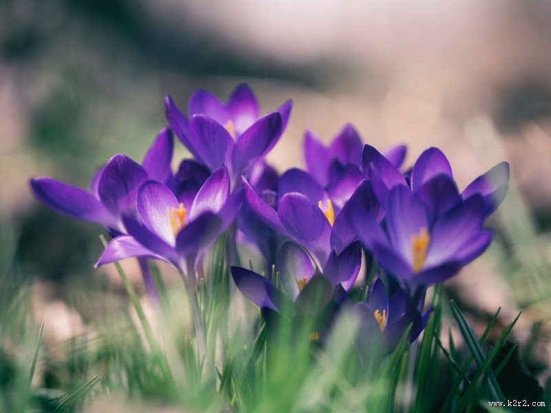 美丽的番红花图片