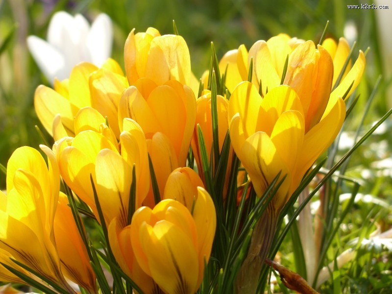 美丽的番红花图片