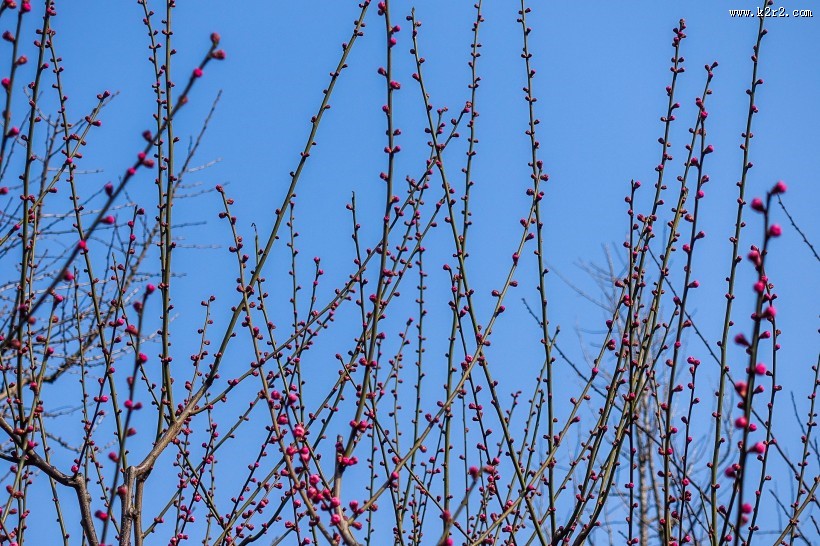 白色和粉色的梅花图片大全