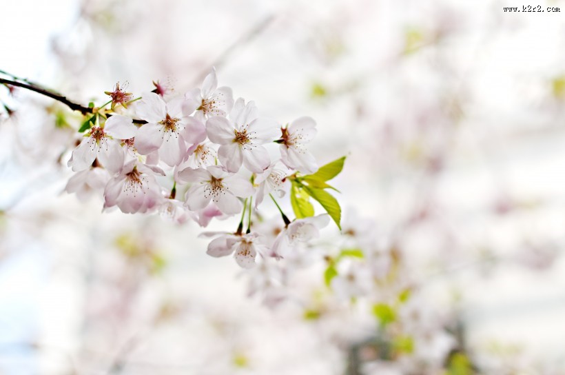 美丽的樱花图片大全