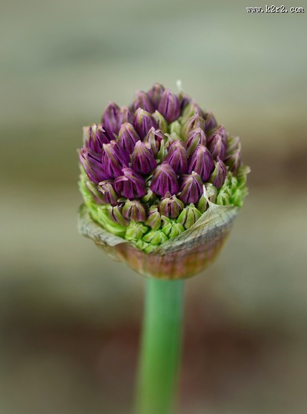 紫色的垂花葱图片