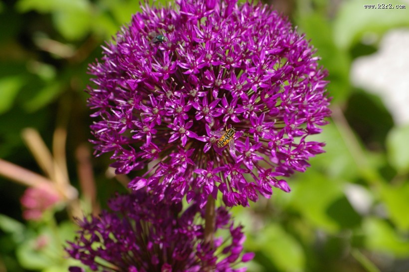 紫色的垂花葱图片