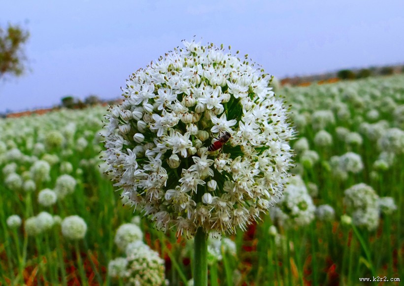 盛开的韭菜花图片