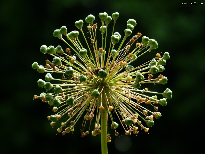 盛开的韭菜花图片