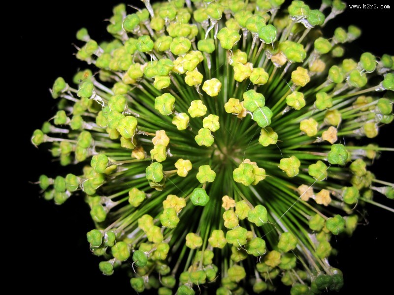 盛开的韭菜花图片