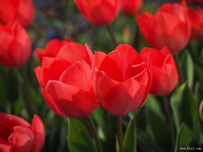大红色郁金香图片