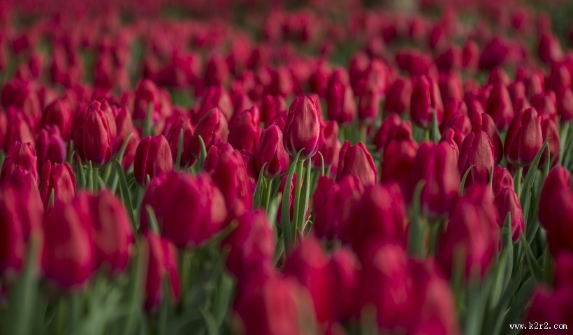 郁金香花田图片
