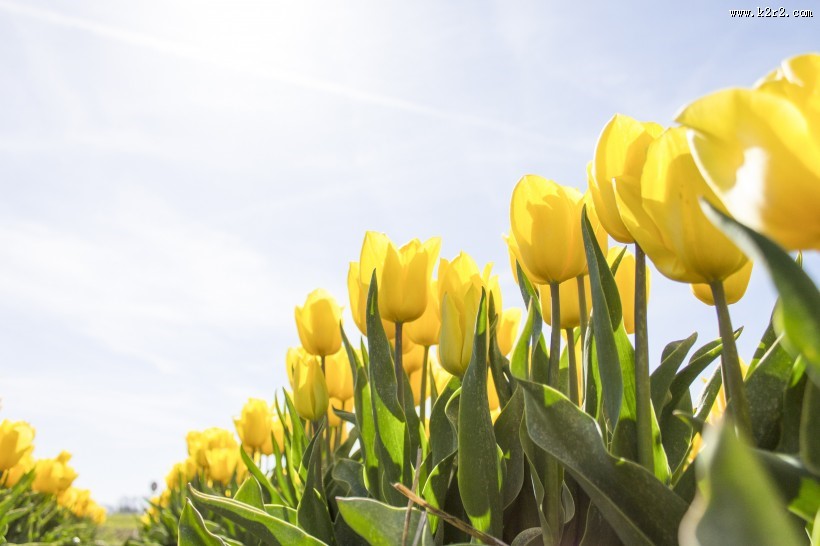 郁金香花田图片