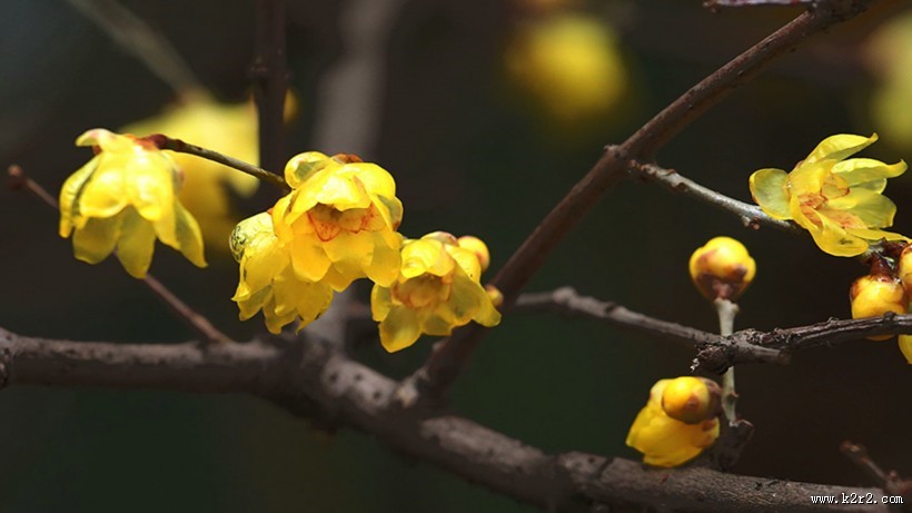 黄色腊梅花图片