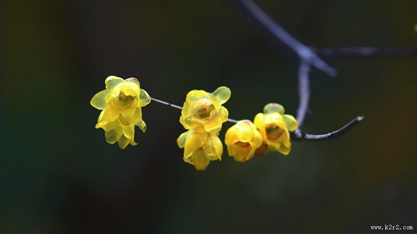 黄色腊梅花图片