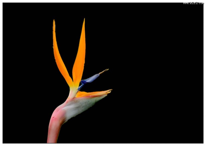 黑色背景的鹤望兰图片