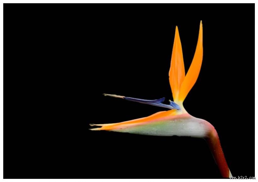 黑色背景的鹤望兰图片