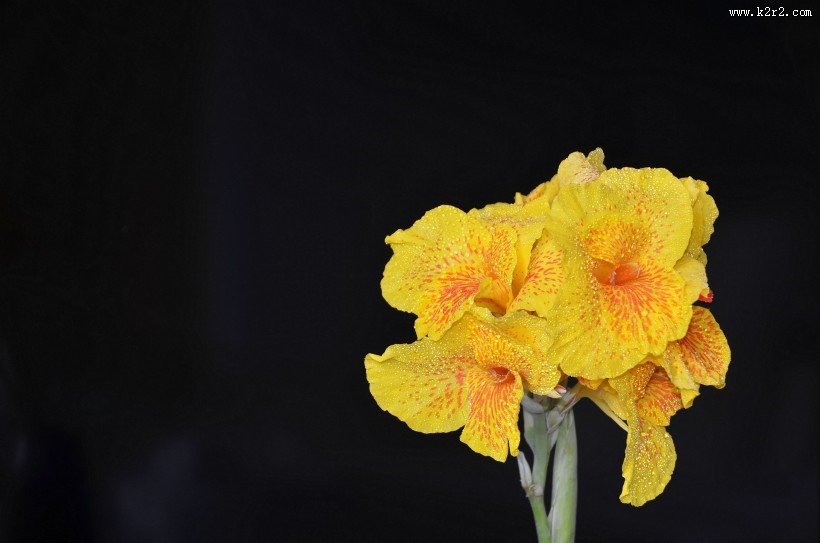 好看的美人蕉图片