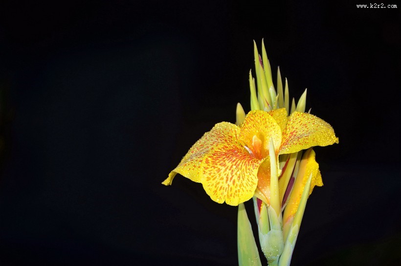 好看的美人蕉图片