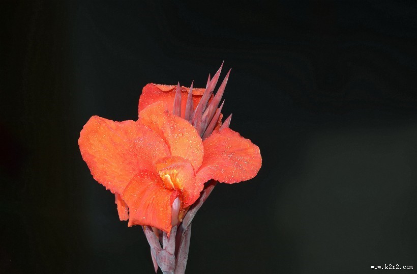 好看的美人蕉图片