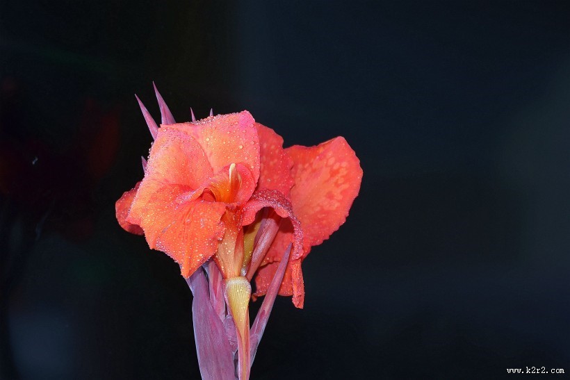 好看的美人蕉图片