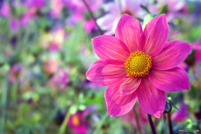 盛开的紫色大丽花图片