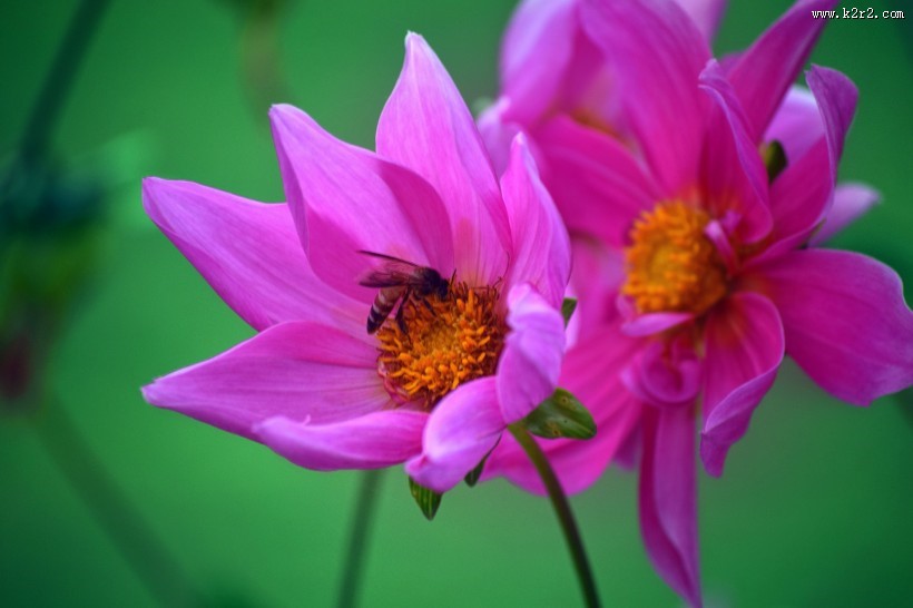 盛开的紫色大丽花图片