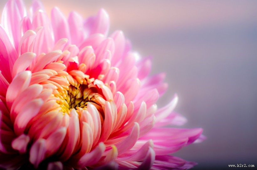 色彩艳丽的菊花图片大全