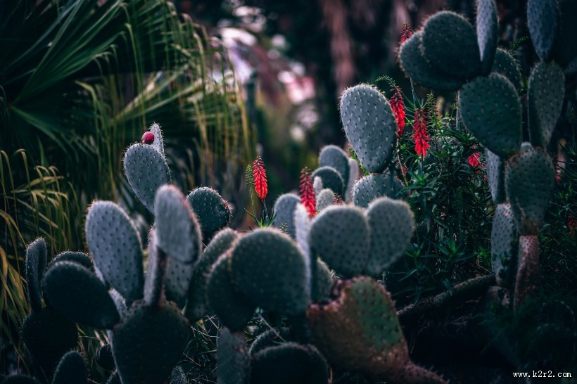 绿油油的仙人掌盆栽图片