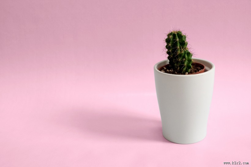 绿油油的仙人掌盆栽图片