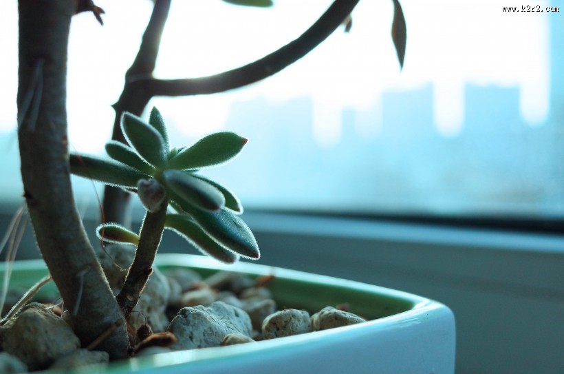 肥厚多汁的多肉盆栽图片