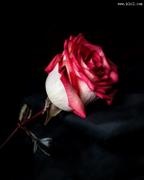 红玫瑰高清图片