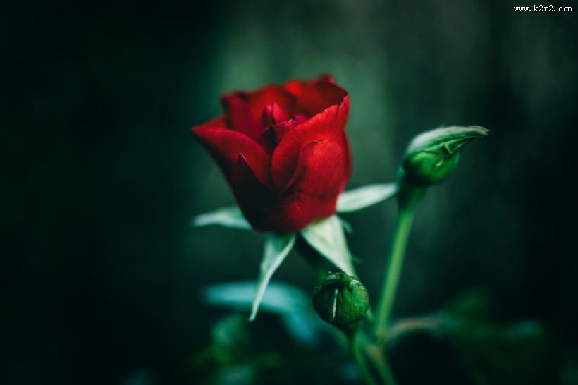 红玫瑰高清图片